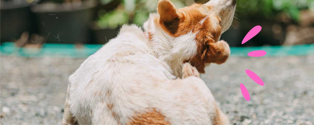 Navigating Spring Skin Troubles - Brunswick Central Vet Clinic