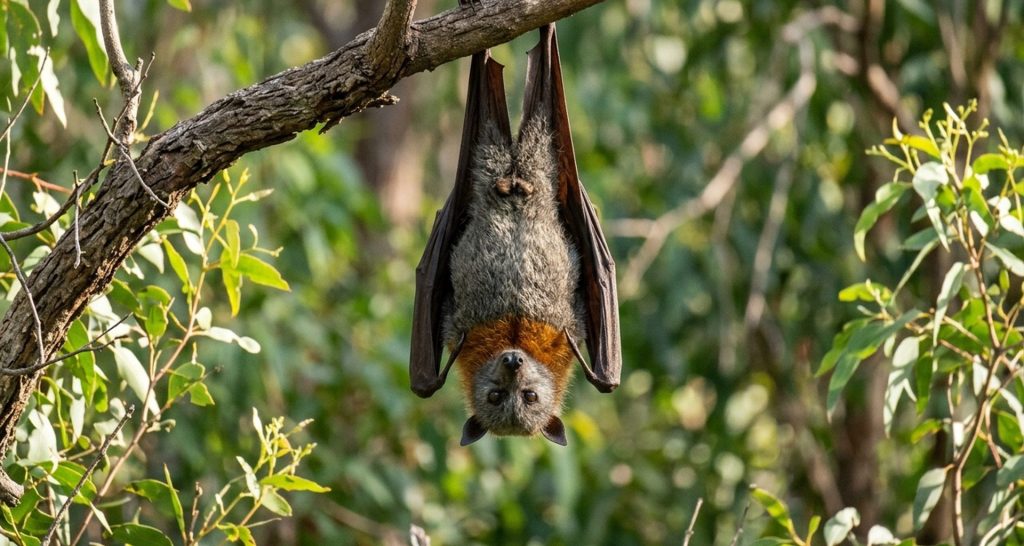 Grey-headed flying fox hanging from a eucalyptus branch