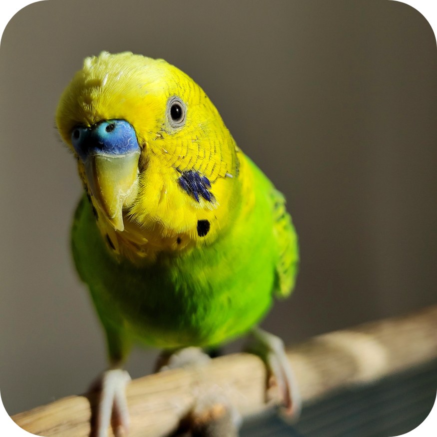 Avian Flu
